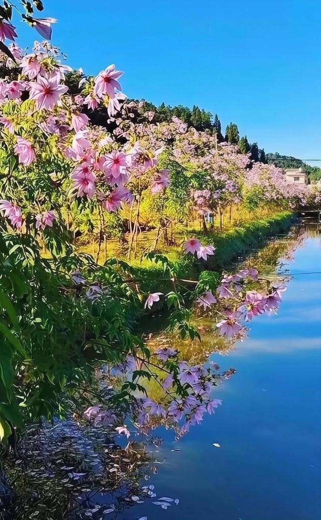 初冬限定，三家村水库邂逅油画级大丽花海