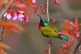 语文四年级下册全册生字组词汇总图片