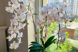 河北女子一株“蝴蝶兰”养10年，花太多了，网友直呼“美得冒泡”图片