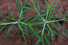 人人熟知的“牛筋草”，你知道它的5大妙用吗？过去帮助过很多人图片