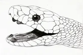 一里有菜花，十里无毒蛇？难道无毒的菜花蛇，比银环蛇还更恐怖？图片