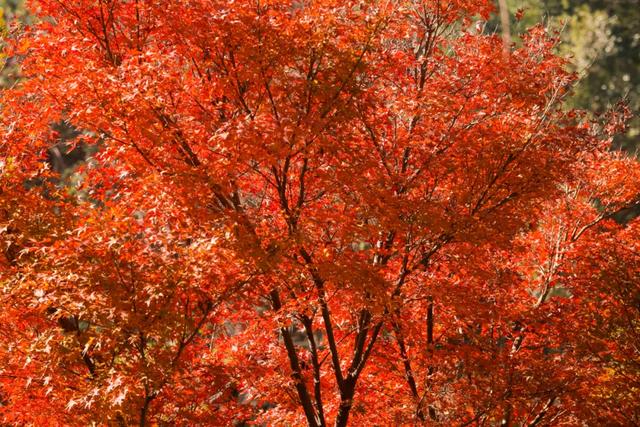 可惜你不听《枫》，不知道醴陵这片枫林到底有多美！