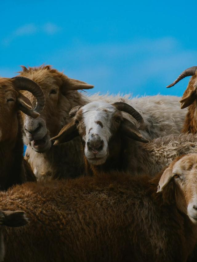 人类为何迷恋万物 ​