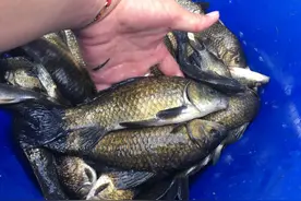 一用“千里香”就死窝？告诉你正确的使用方法！图片