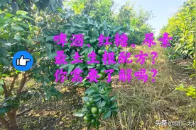 生根壮苗最土方法：啤酒、红糖、尿素98%的人都不知，想了解吗？图片