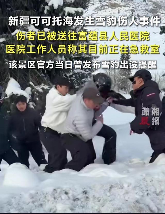 新疆可可托海宝石沟：雪豹咬伤滑雪游客，野生防护遇难题