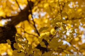 丧偶后才发现，小时候命运多舛的人，基本上一生都过的不太好图片