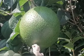 木鳖子，认识吗？果肉好吃，虽然种子有毒，但却是一味好药。图片