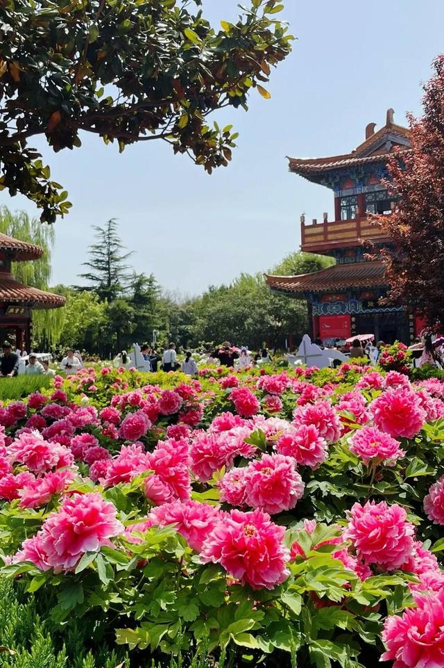 4月中下旬最后的花期，这6个地方还能赶上春天的尾巴