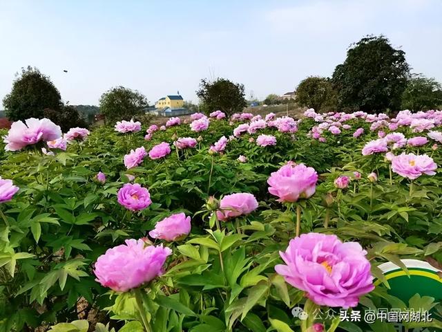 花漾湖北・清明百景图｜湖北随县：神农谷里牡丹开，十里香风入梦来