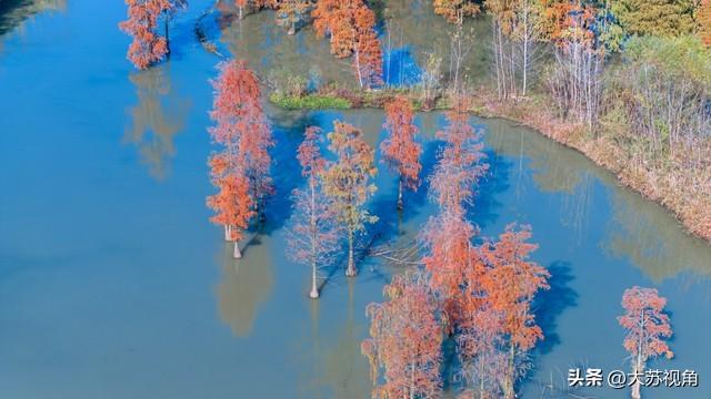 南京12月美到犯规！多个落羽杉打卡地+隐藏逛吃攻略，错过等一年