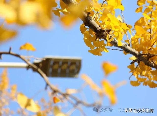 商丘日月湖景区：从来银杏不负秋