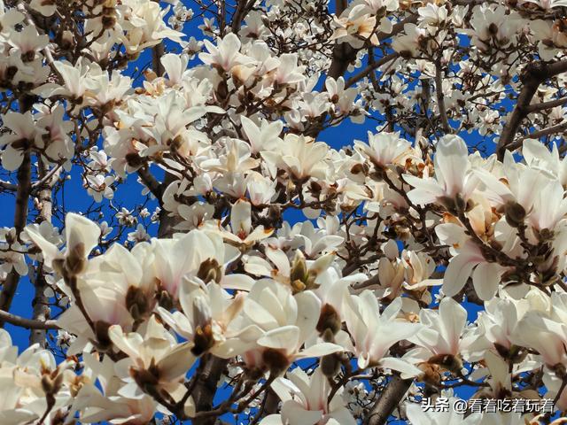 北京公园赏花记