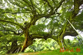 “榕树王”焕发新生，“橄榄王”享受特殊待遇 闽侯1362株古树名木“老有所依”图片