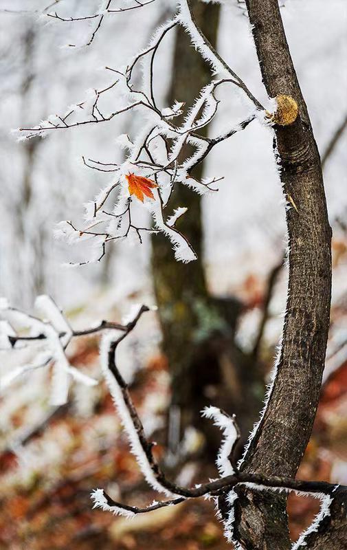 初雪的四方山：雾凇遍野 琼枝满山