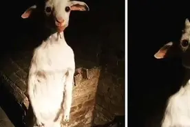 33张令人毛骨悚然的生物照：诡异山羊如人一般站立，眼神深邃图片