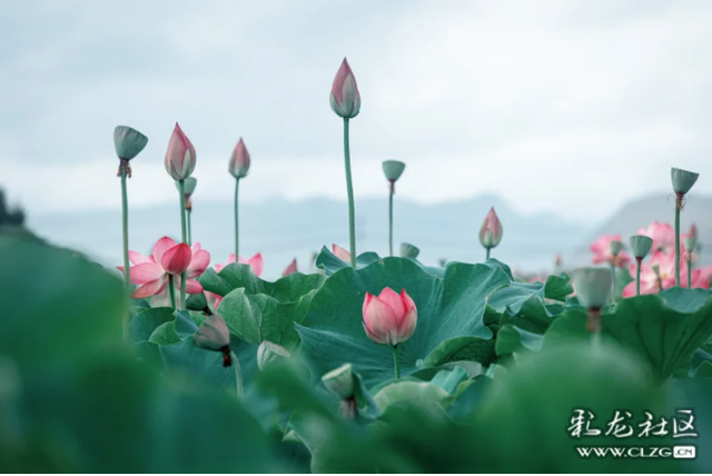 水墨丹青普者黑 荷风烟雨画中游