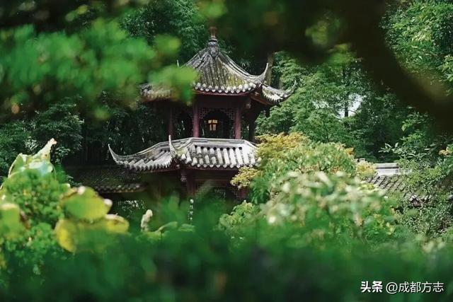 400岁树龄！成都这里有“中国最美古树群”→