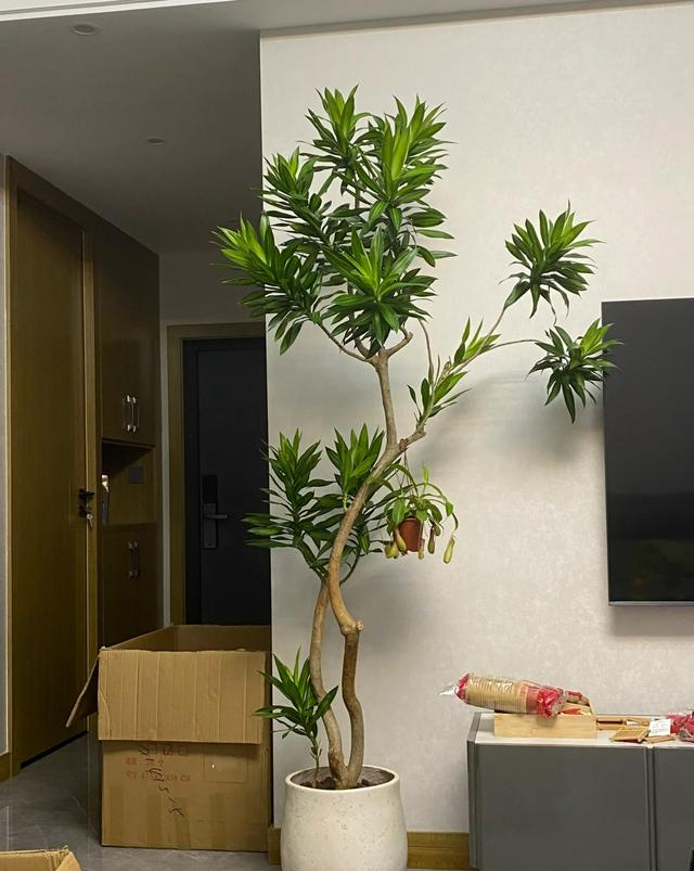 客厅见树，十有九富！“9种树”放在客厅，个顶个的吉祥，大气