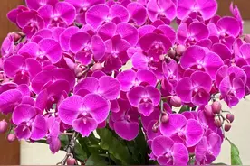 19种蝴蝶兰大花品种，个个都是高颜值，漂亮又大气图片