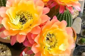 仙人掌界的“八大美人”，不仅好养还年年绽放！图片