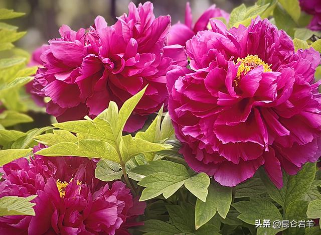 西安市金光门牡丹苑2万株牡丹花盛开市民游客爆棚争相赏花留影