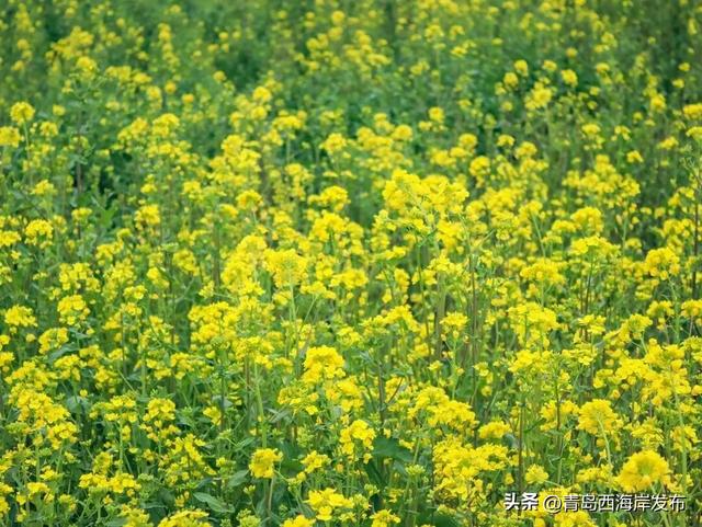 西海岸油菜花海来了!