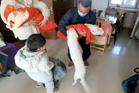 西藏带回的流浪狗能看家会带娃羡煞网友，这家人大呼捡到宝！图片