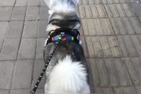 狗皮肤病别急着去医院！这样做百元就能解决图片