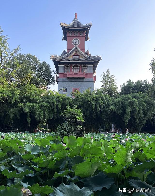 成都第二波荷花开了，环境清凉，比第一波更震撼人心，不要门票！