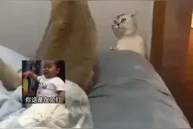 两只猫咪吵架，白猫全程表情包！图片