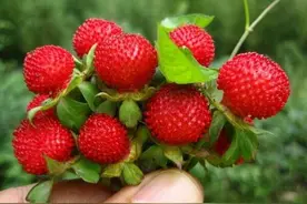 农村随处可见的“蛇莓”，到底能不能吃？“蛇莓”真的有毒吗？图片