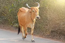 基金：市场下周或突破向上图片