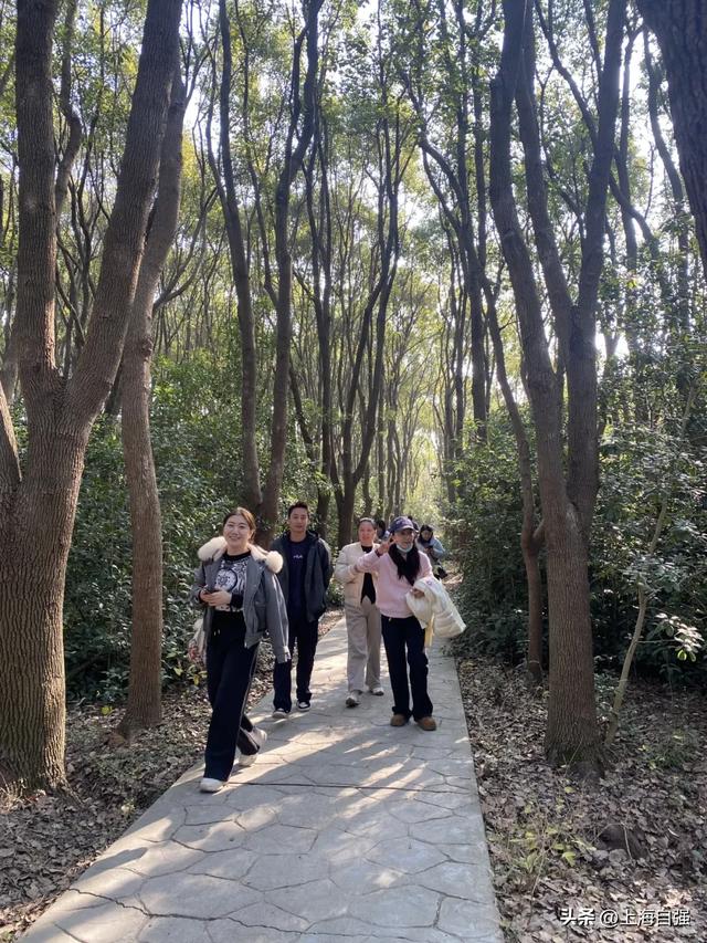 各区动态｜青浦：党旗耀自强·红杉映初心