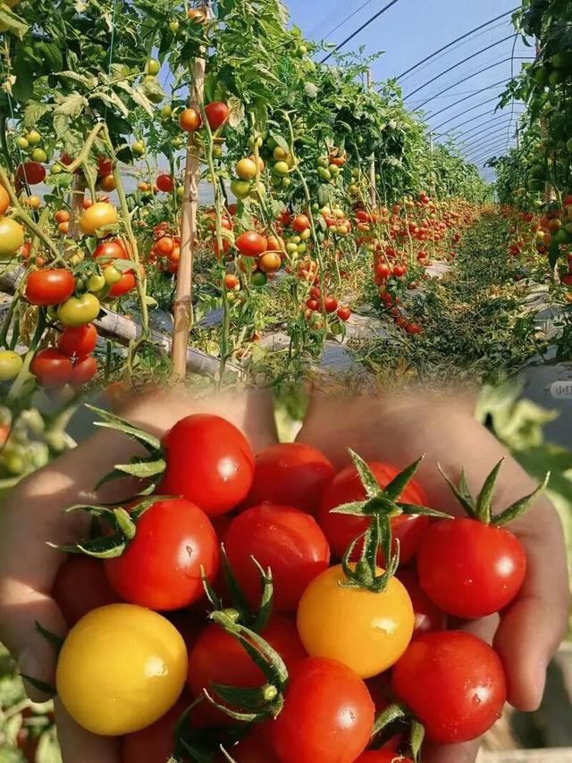 嘉宝果、小番茄、番石榴……到明城，采摘走起！