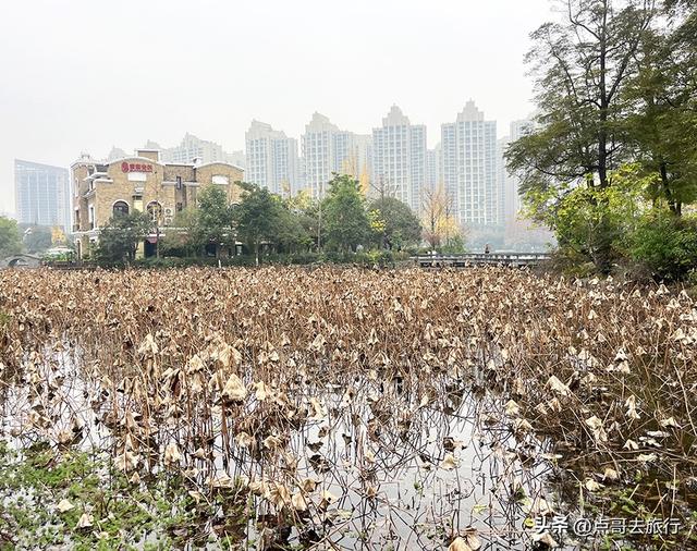 成都超级低调奢华的公园，色彩斑斓，被严重低估，公交车直达！