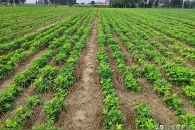 花生种植是平地播种还是起垄种植好？图片