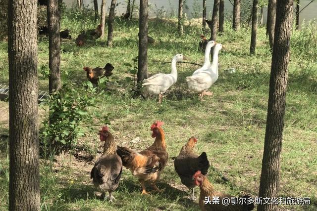 @你，鄂尔多斯植物园全攻略！暑期宝藏路线图！
