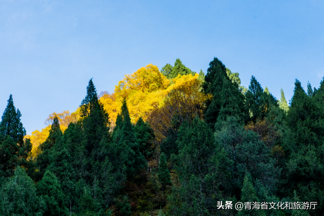 双节假期寻秋记：互助北龙山——藏在互助的“调色盘”，每一步都是诗意