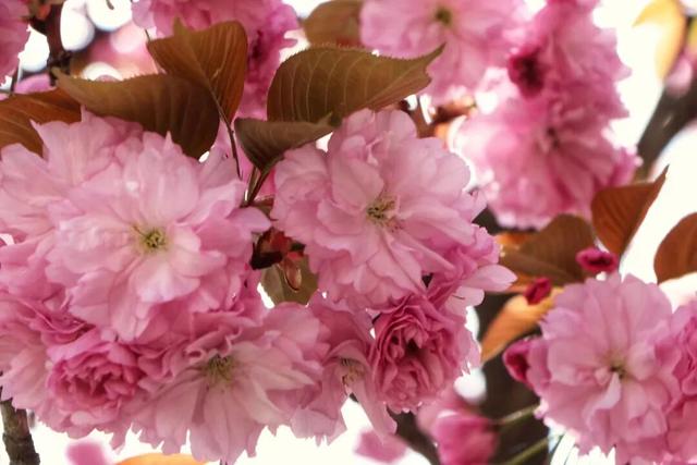 在两当，春天就要Color Walk→