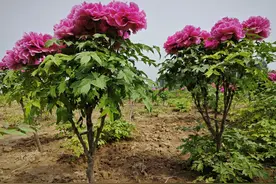 菏泽大田牡丹花开成“树”，绘就发展新图景图片