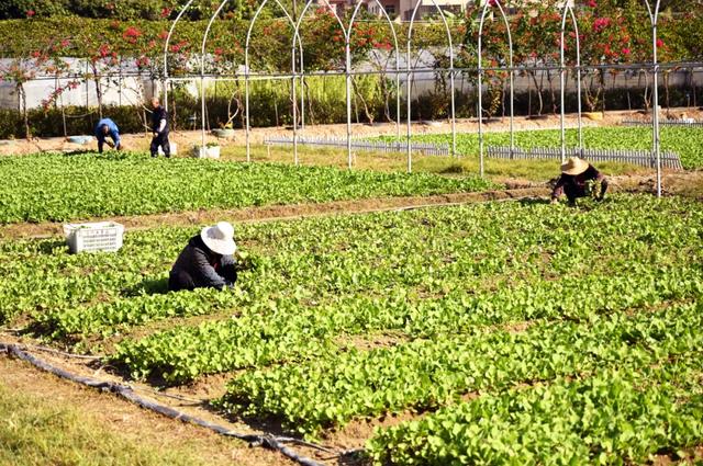 石碣好 “景”！拥抱生态绿地，感受田园风光~