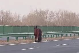 受惊马匹冲上高速乱窜 民警及时赶到排除险情图片