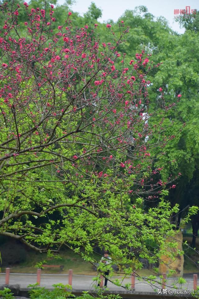 “玉”见春天，“桃”醉其中！柳州园博园花事正当时→