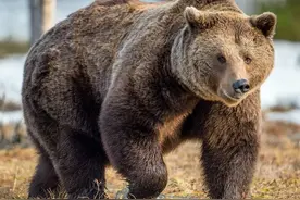 熊类战斗力排名，谁才是真正的王者图片