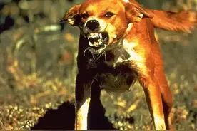 贵州一男子狂犬病发作去世,生前已打5针疫苗，为什么人还是没了？图片