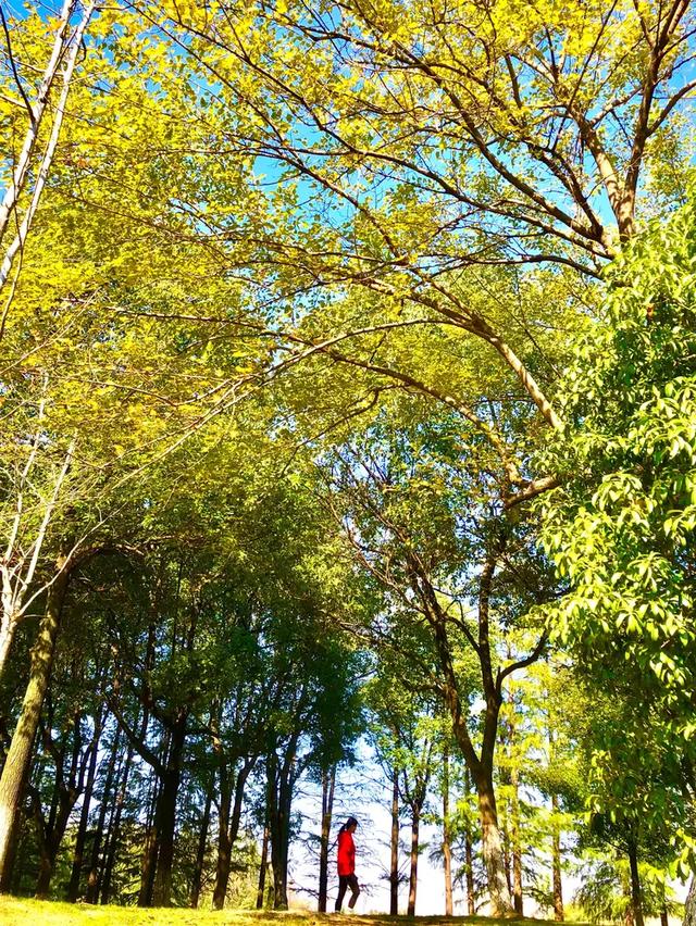 美篇：枫 叶 红 了