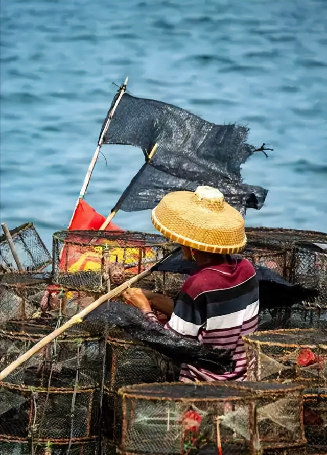 金钱花胶价格 2025年金钱花胶图片