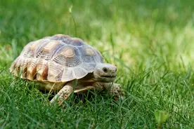 别不信，养龟还真的可以转运！图片