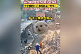 笑麻了！小男孩遭鸡欺负爷爷撞见当场将其炖汤，评论区太搞笑了图片